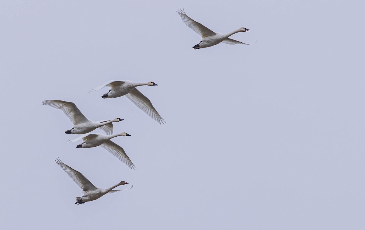 dvergsvane - ML644632120