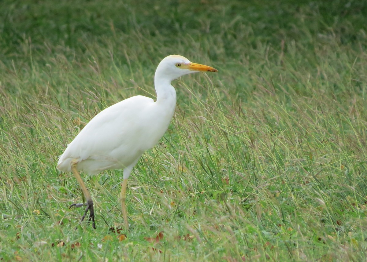 kuhegre - ML644632121