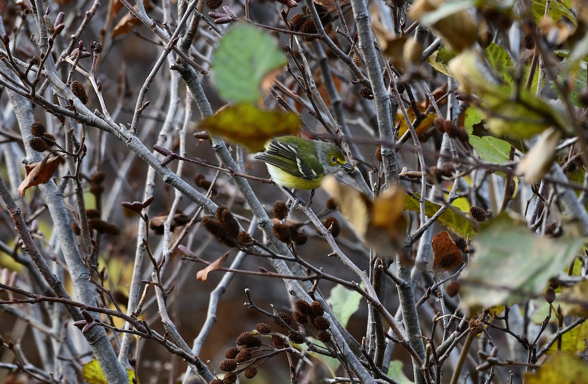 Vireo Ojiblanco - ML644632122