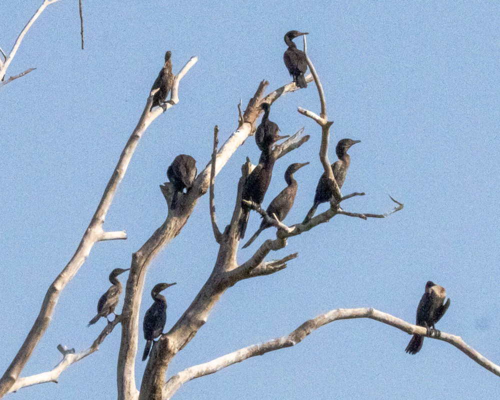 flodskarv - ML644632123