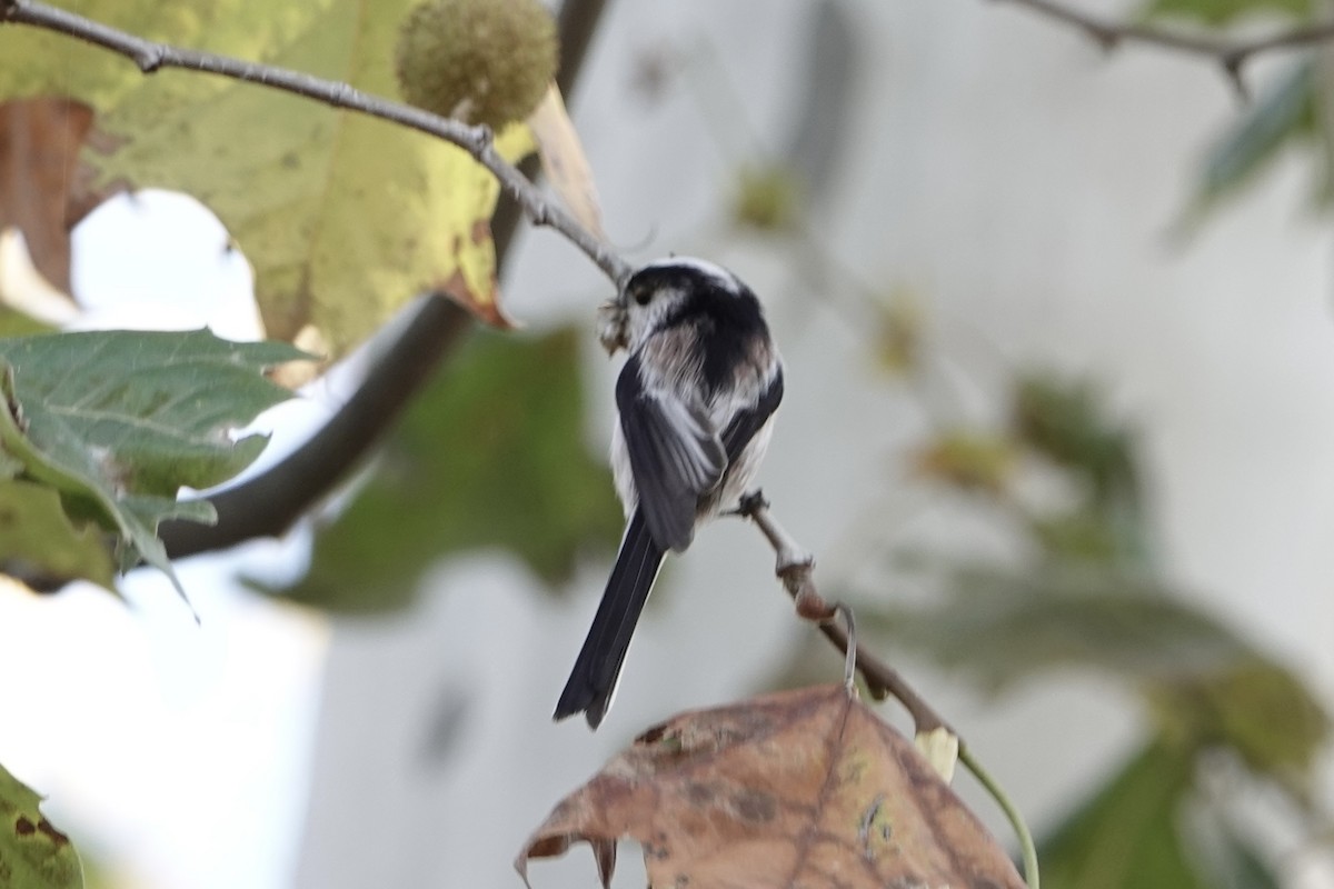 stjertmeis - ML644632124