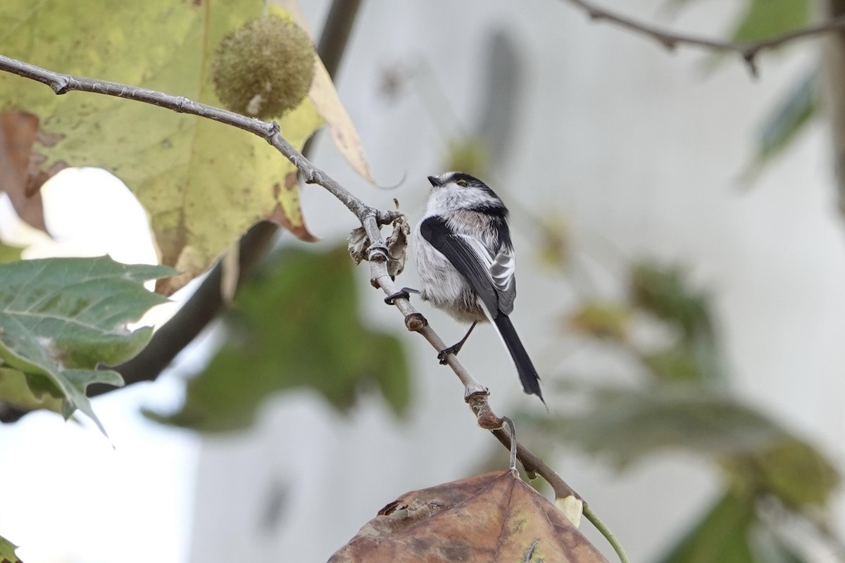 stjertmeis - ML644632125