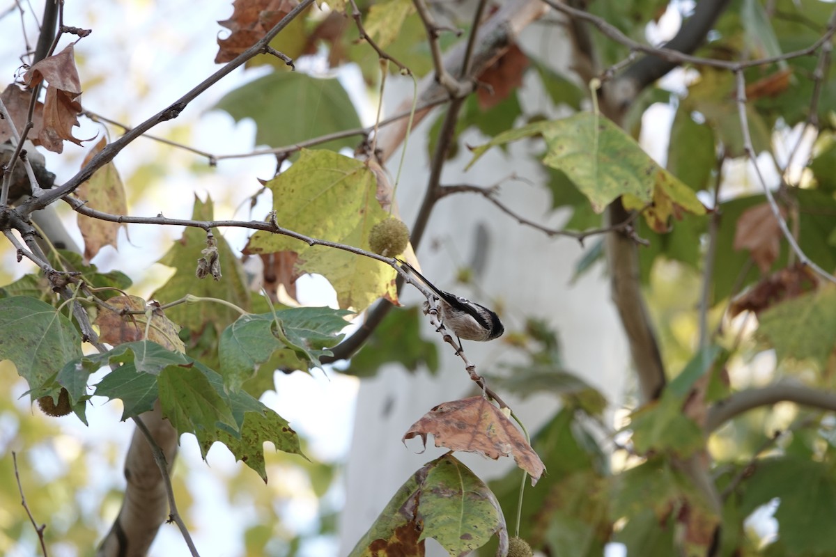 stjertmeis - ML644632126