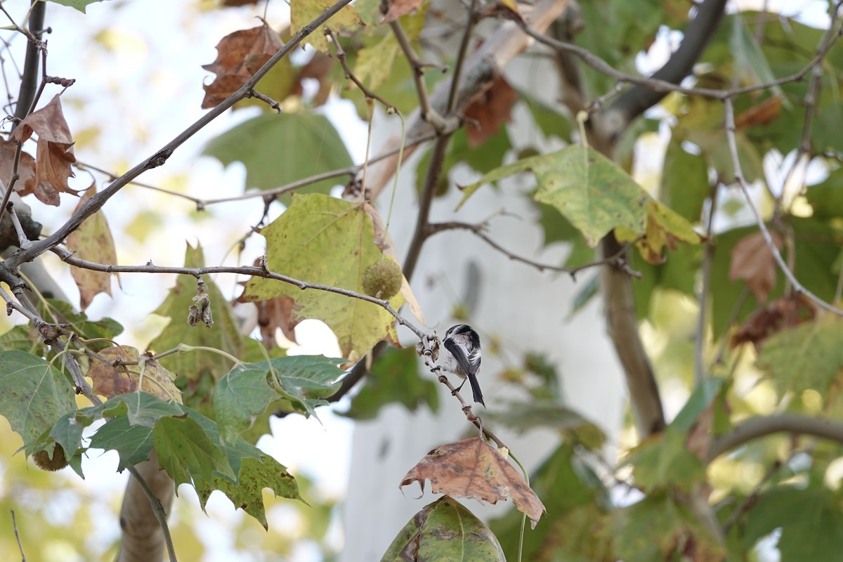 stjertmeis - ML644632127