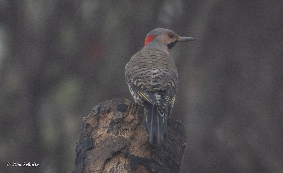 gullspett - ML644632128