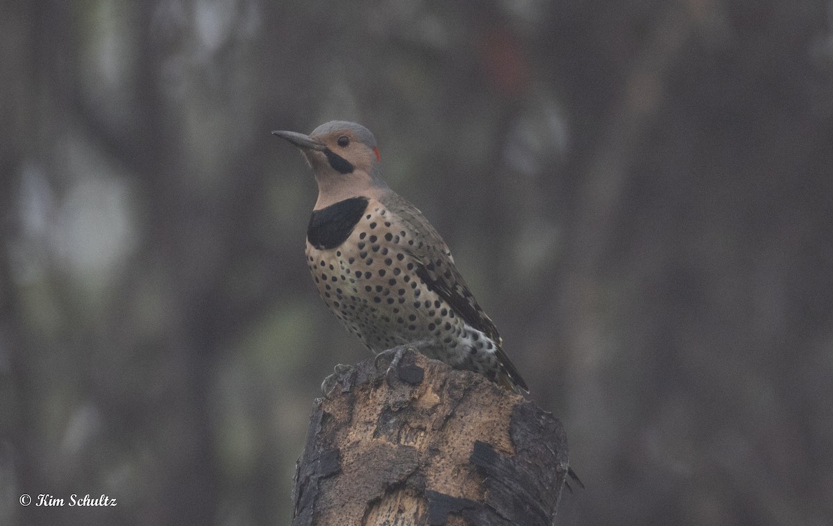 gullspett - ML644632129