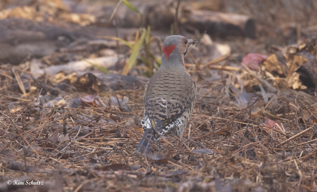 gullspett - ML644632130