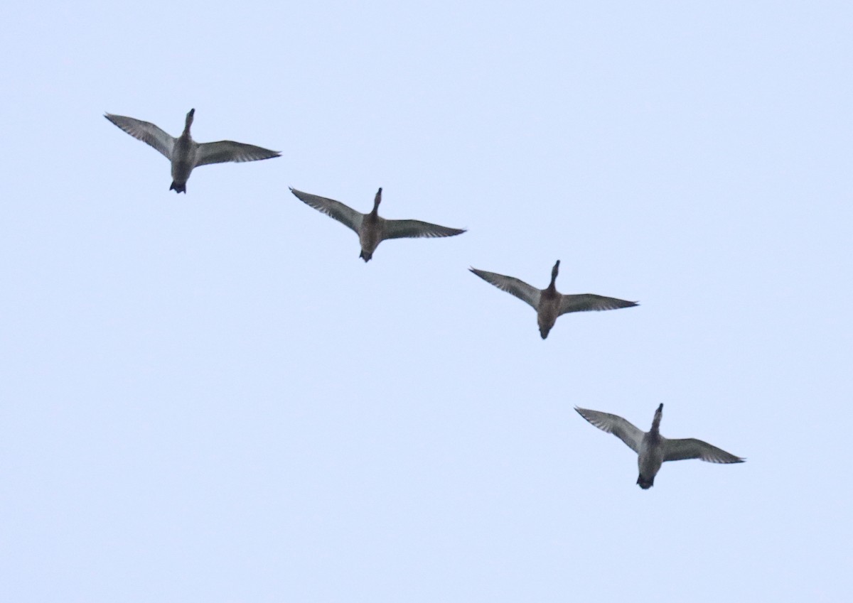 snadderand (strepera) - ML644632131