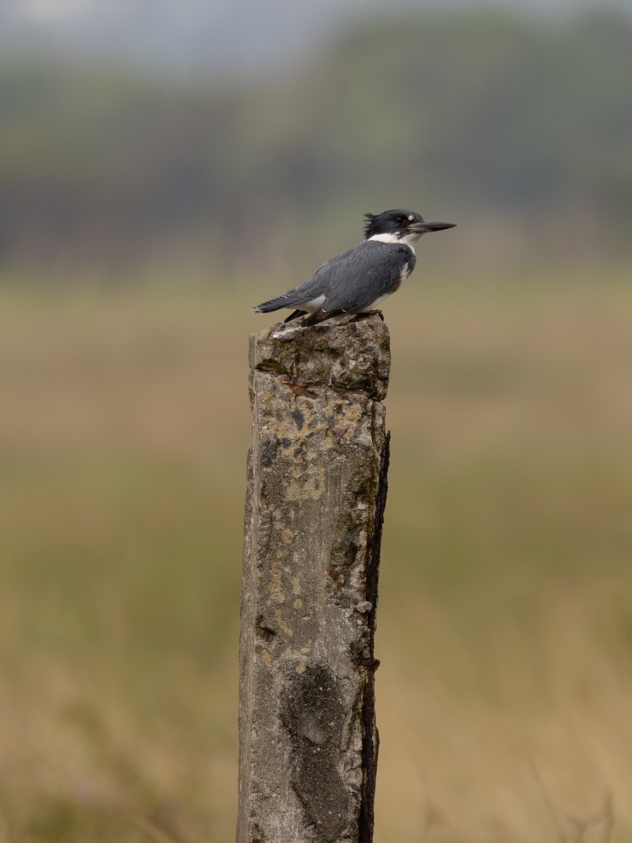 belteisfugl - ML644632132