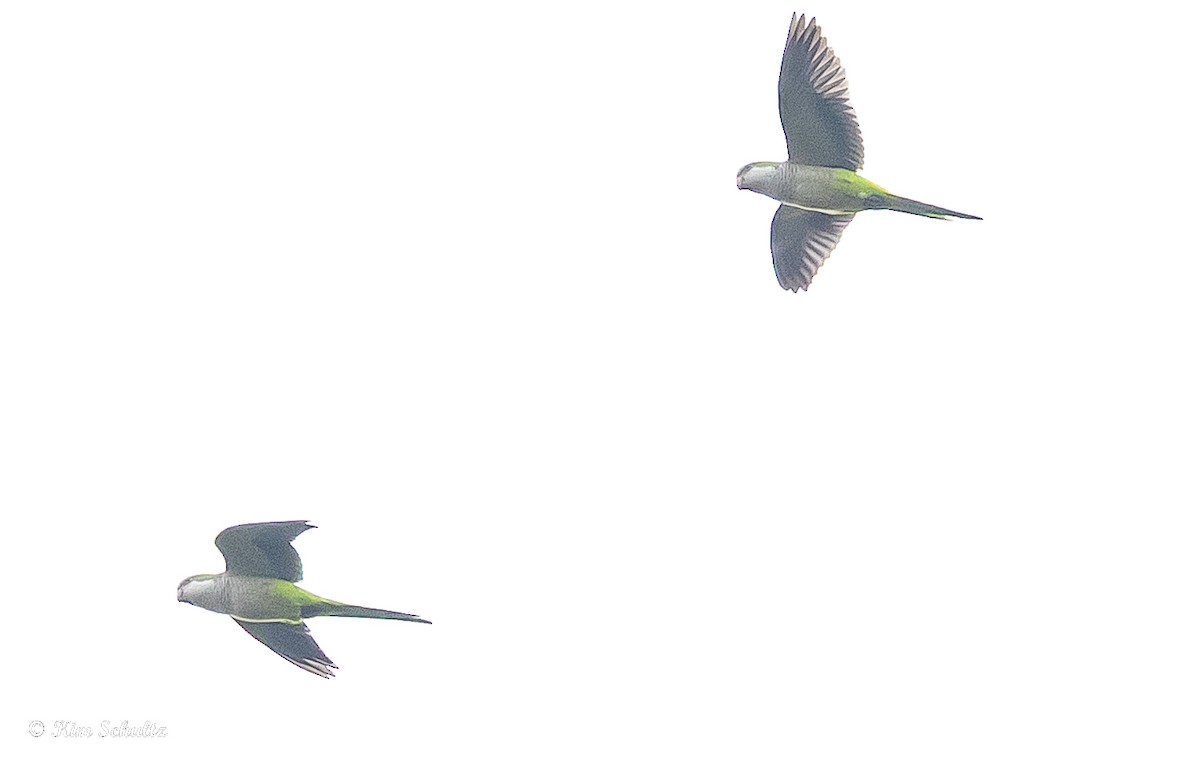 munkeparakitt - ML644632133