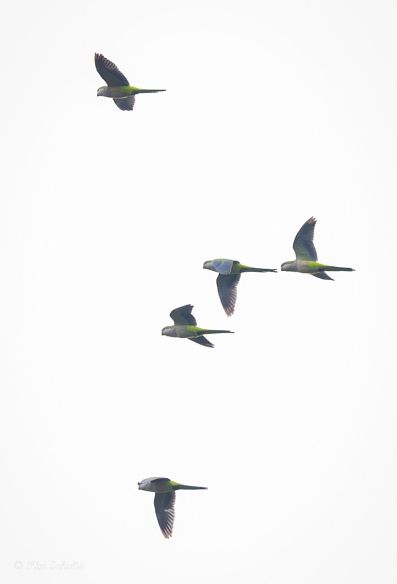 munkeparakitt - ML644632134