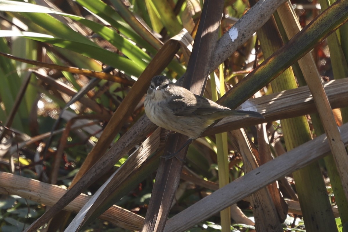 myrparula - ML644632135