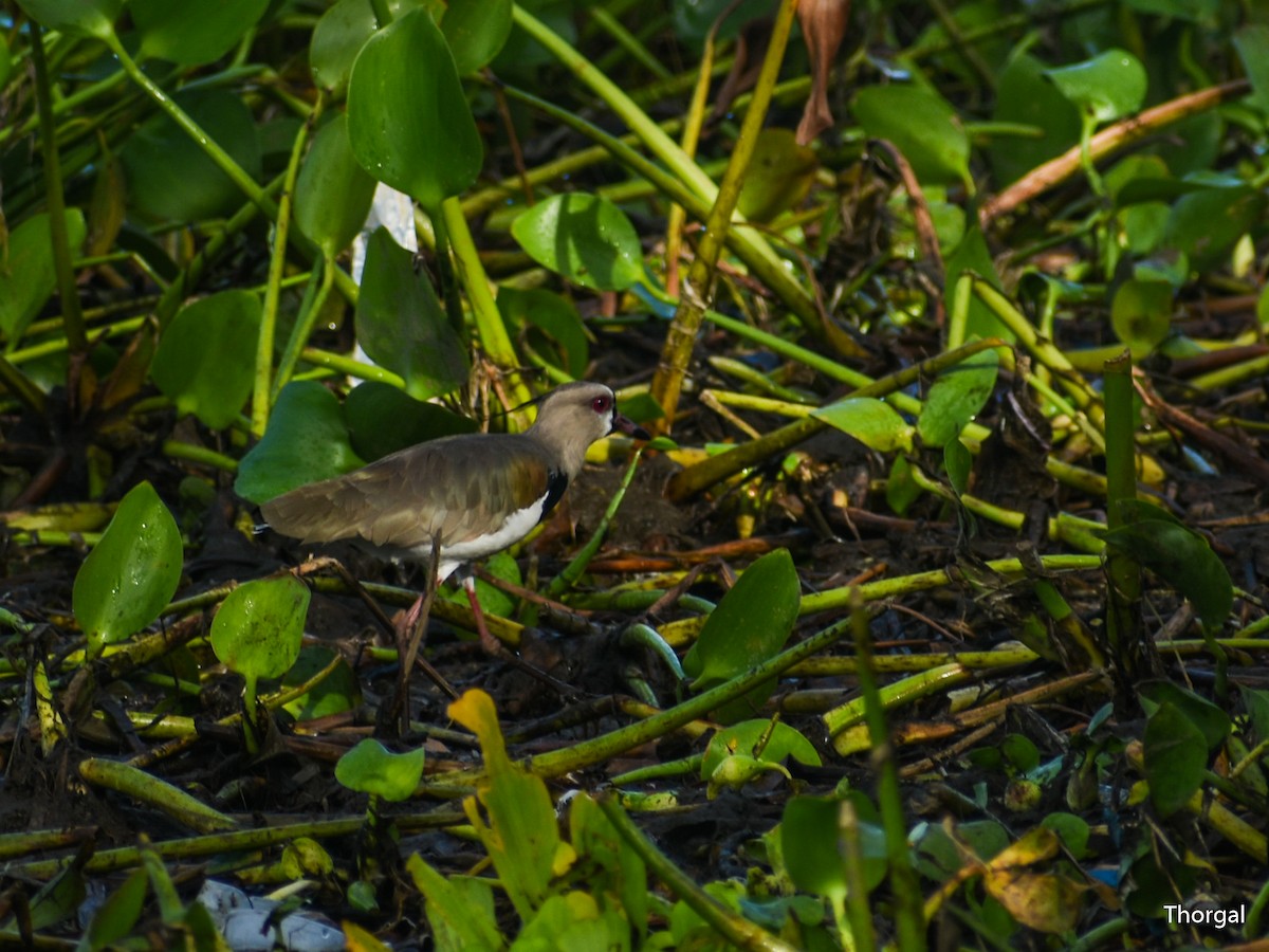 bronsevipe - ML644632137