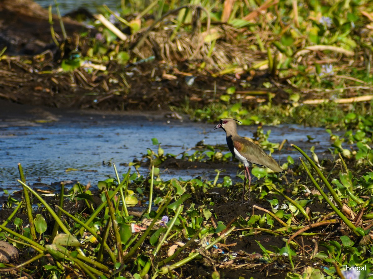 bronsevipe - ML644632138