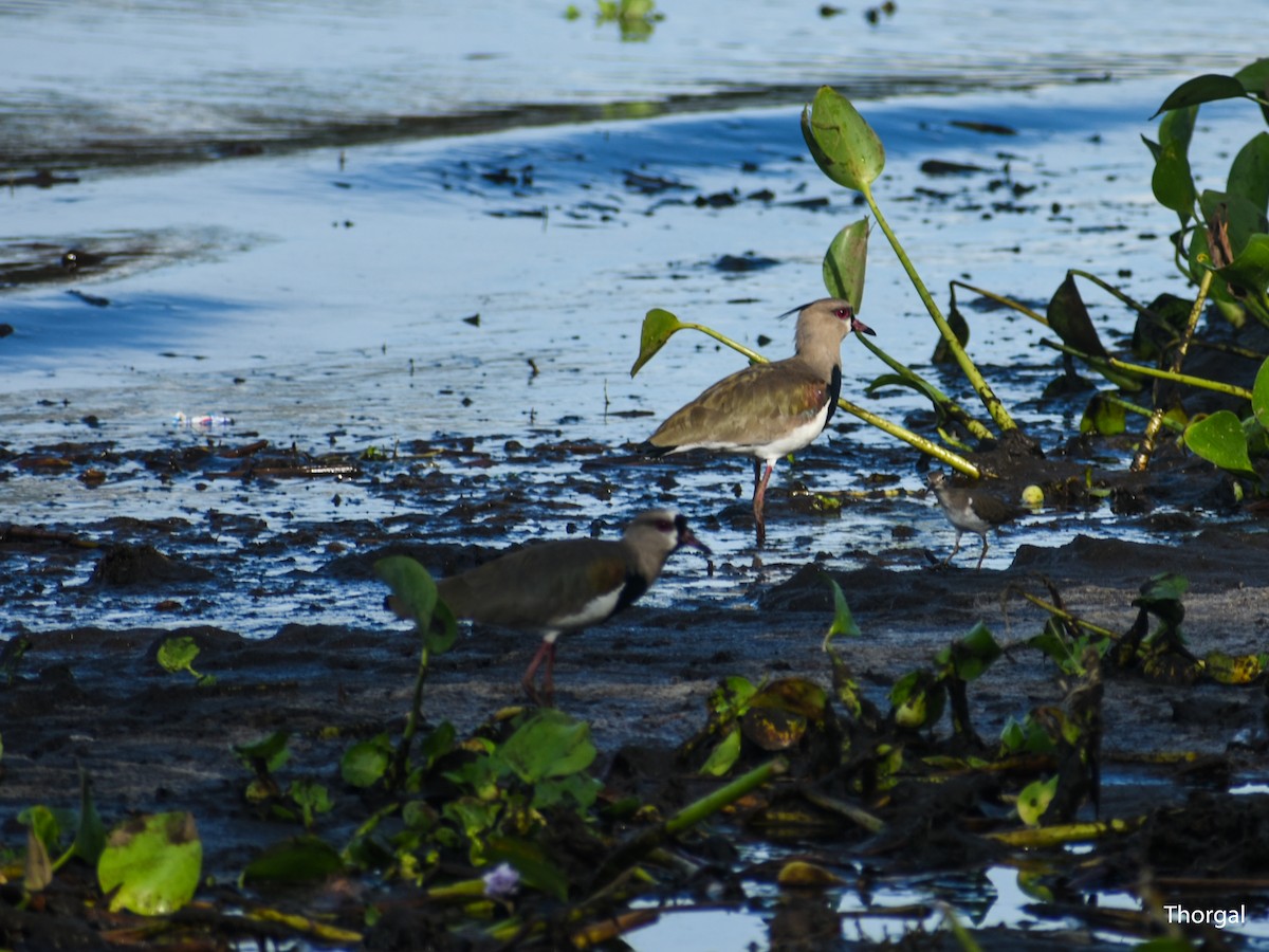 bronsevipe - ML644632139