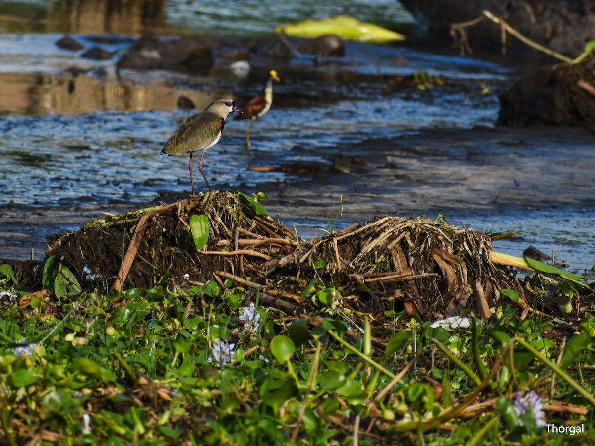 bronsevipe - ML644632140