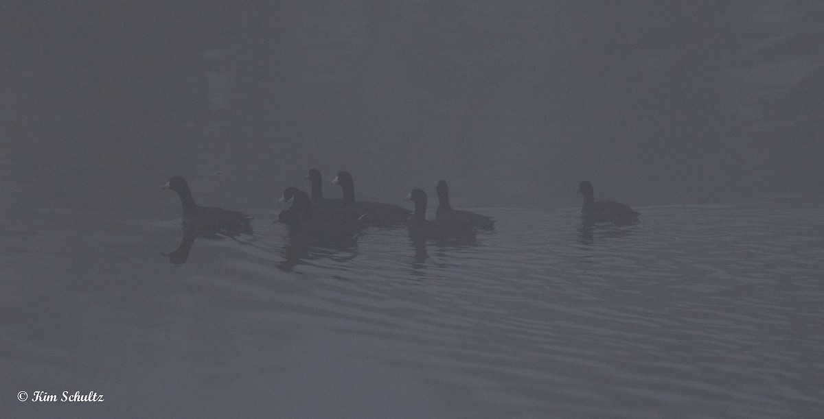 amerikasothøne - ML644632143