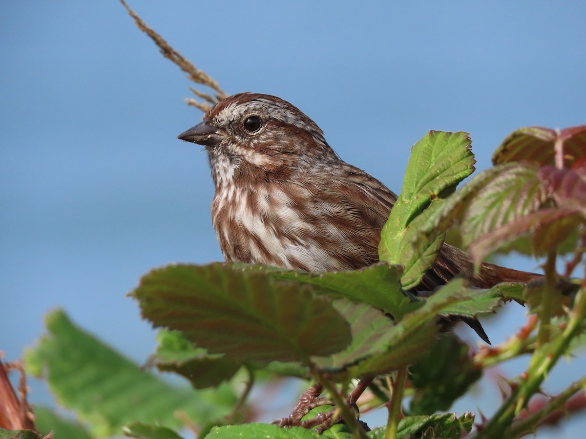 sangspurv - ML644632144