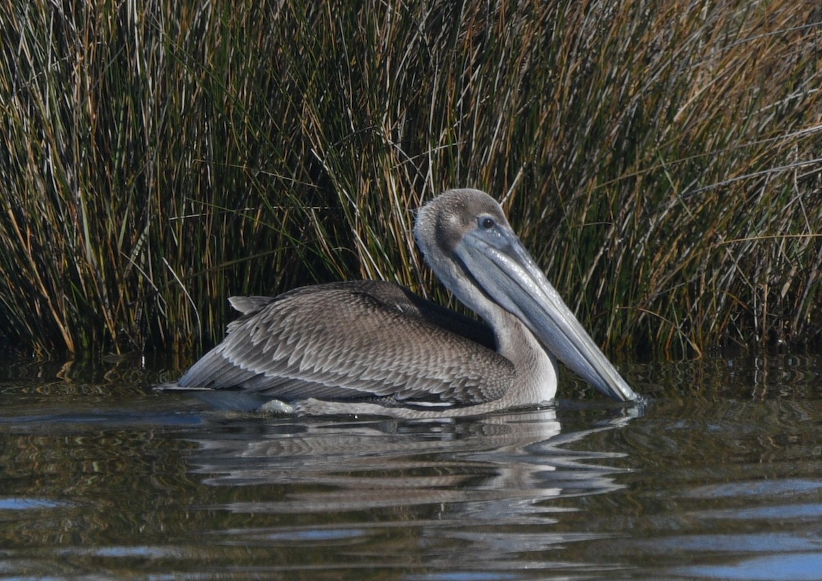 brunpelikan - ML644632145