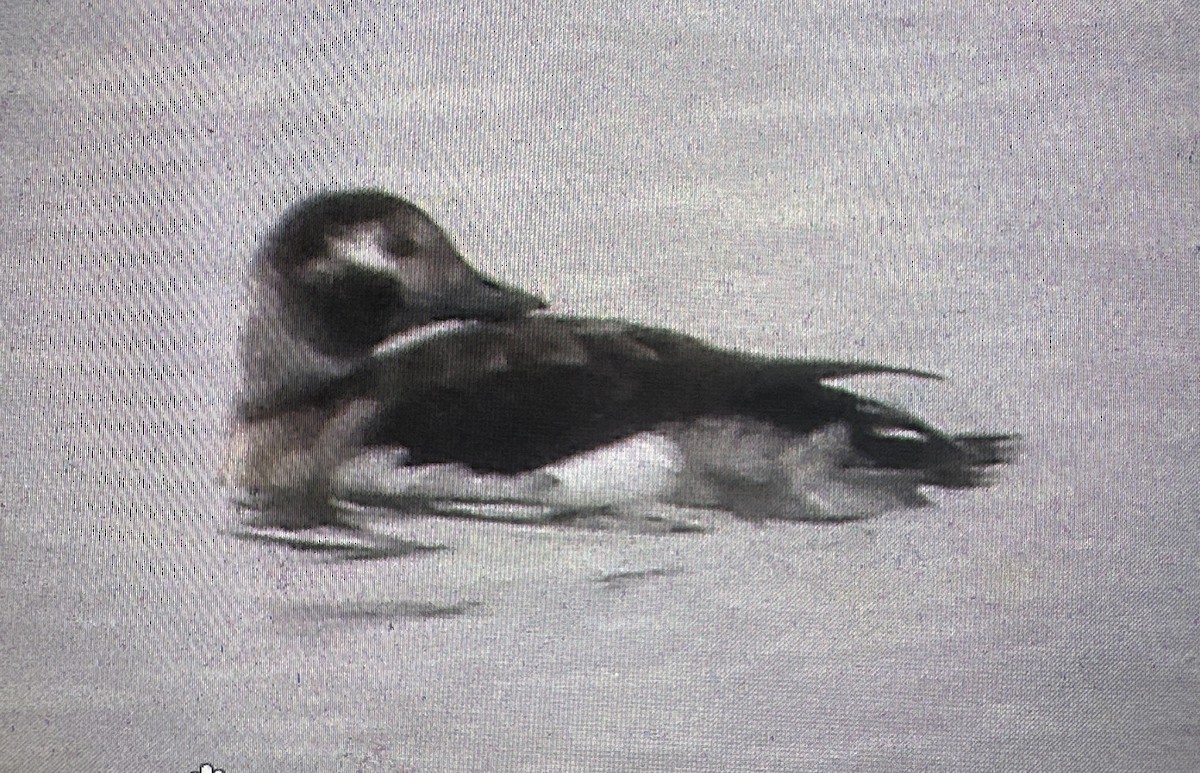 コオリガモ - ML644632168