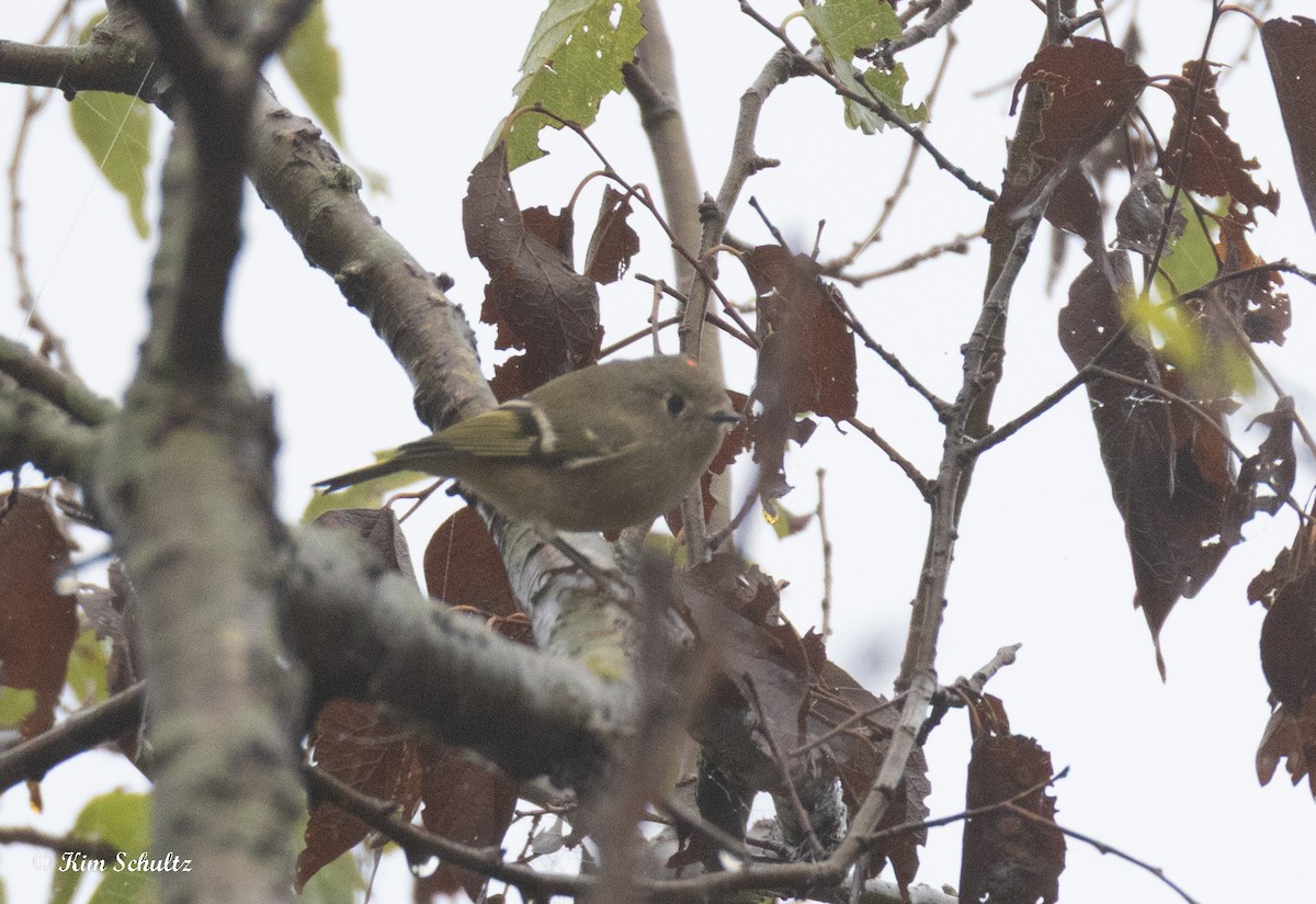 Ruby-crowned Kinglet - ML644632182
