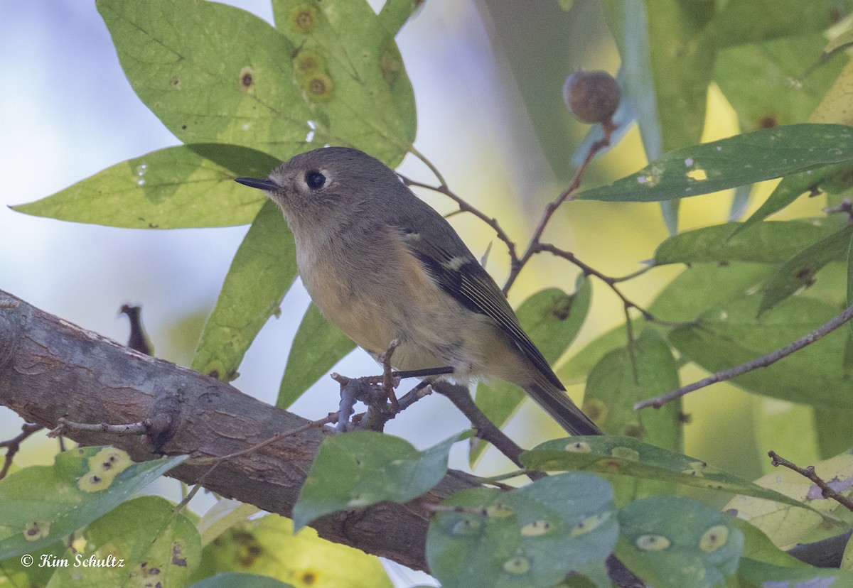 Ruby-crowned Kinglet - ML644632183