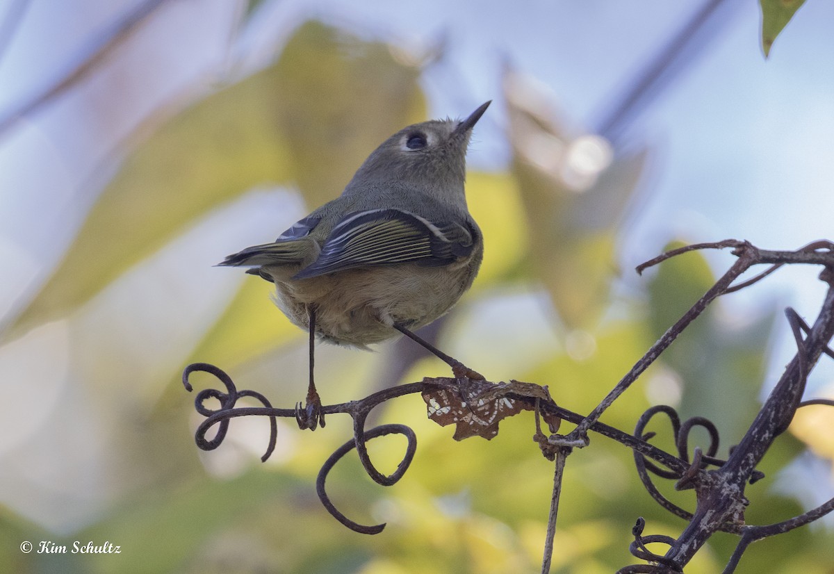 Ruby-crowned Kinglet - ML644632184