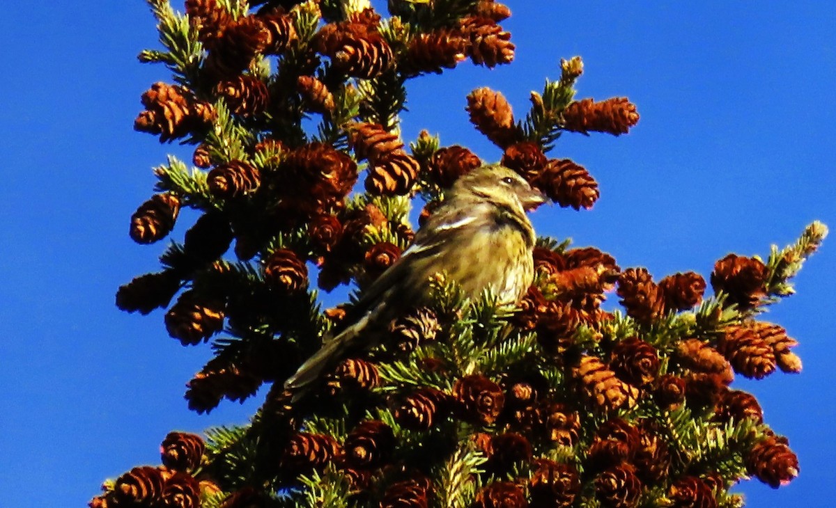 White-winged Crossbill - ML644632192