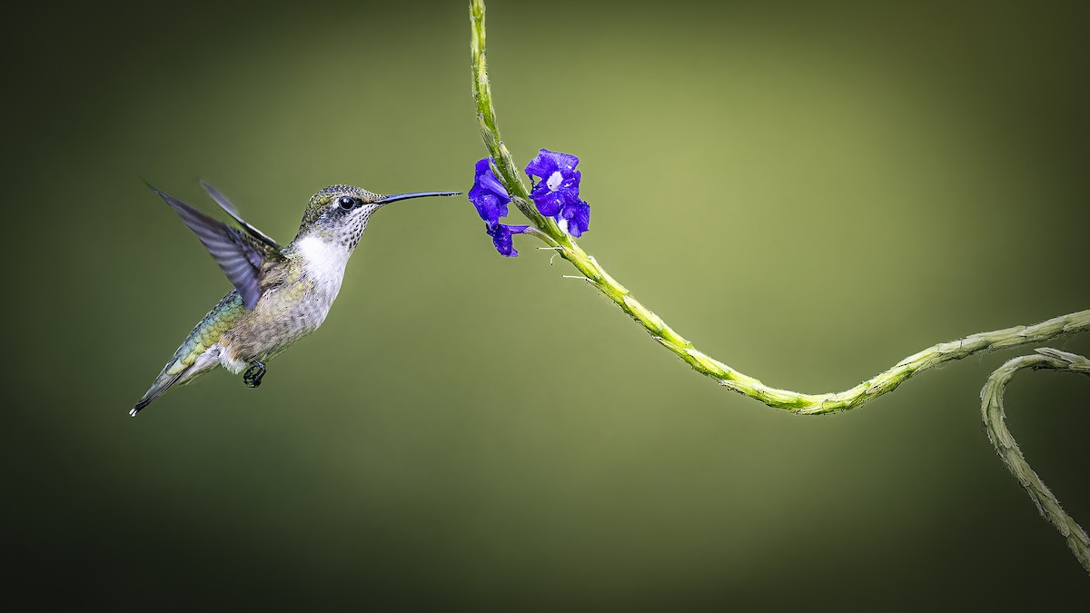 Колібрі рубіновогорлий - ML644632194
