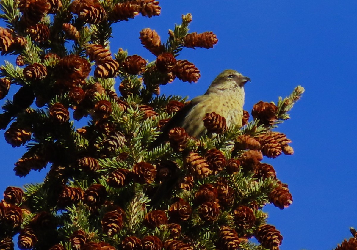 White-winged Crossbill - ML644632196