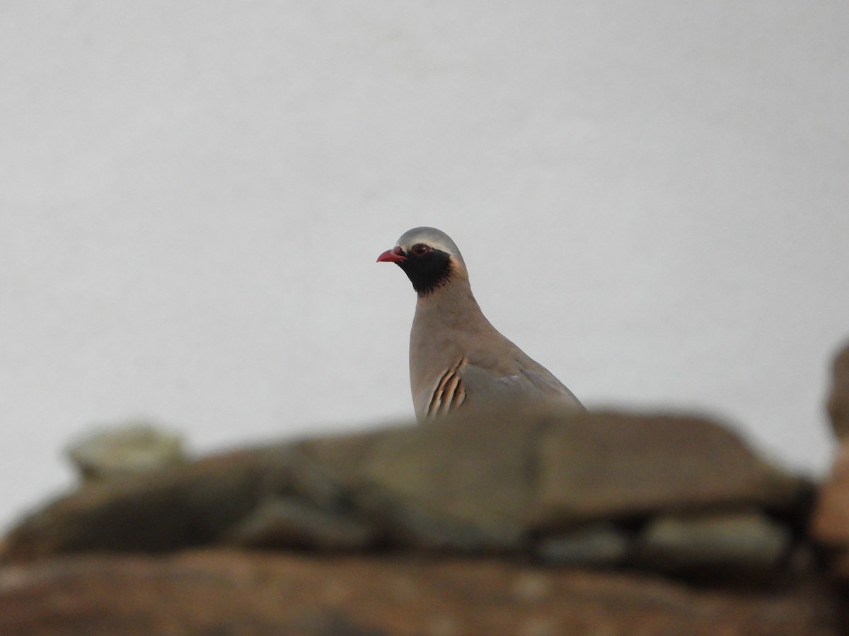 Philby's Partridge - ML644632197