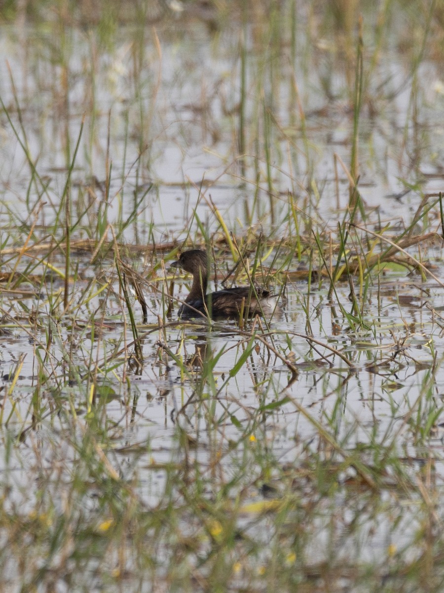 Bindentaucher - ML644632201