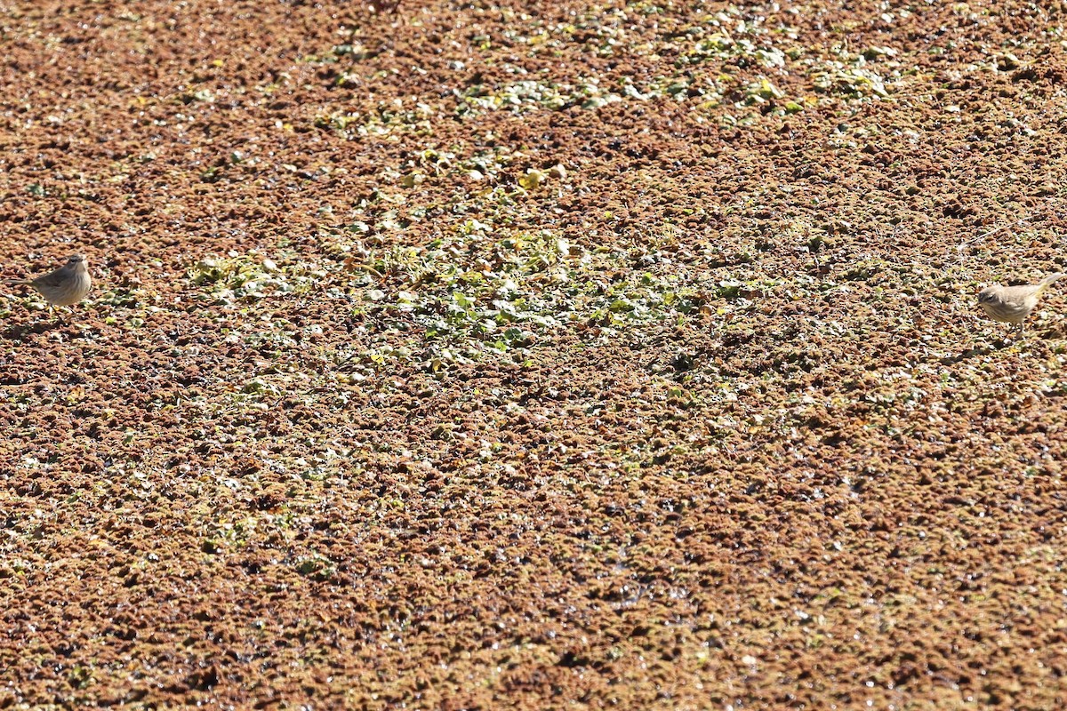 Palm Warbler - ML644632204