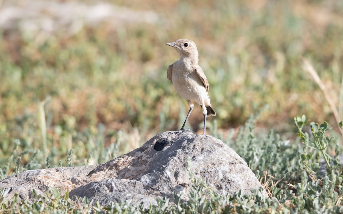 Isabelline Wheatear - ML644632211