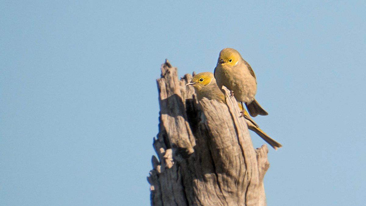 Медник блідий - ML644632215