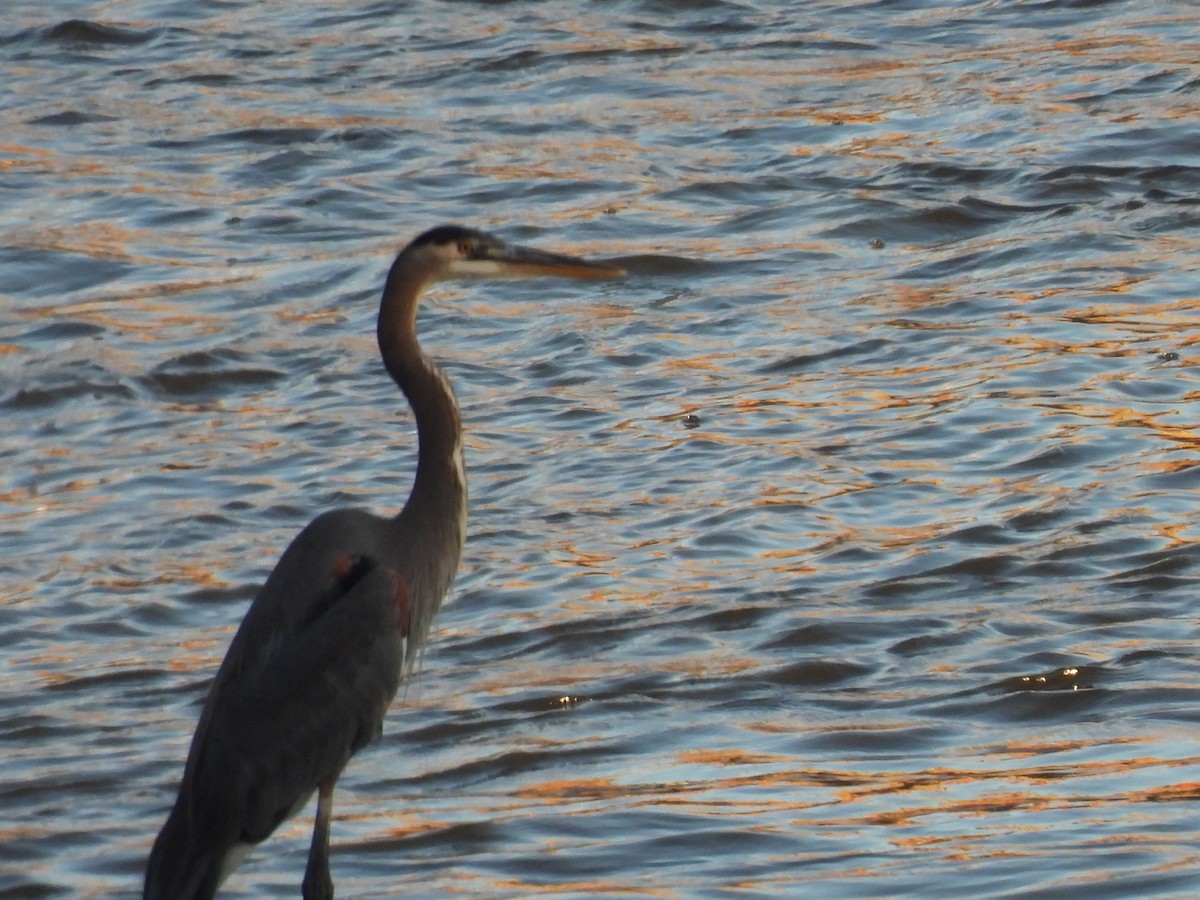 herodiashegre - ML644632224