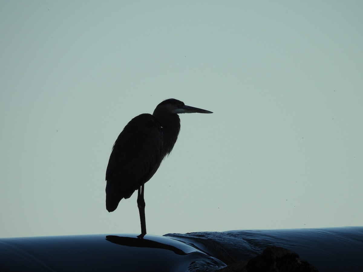 herodiashegre - ML644632225