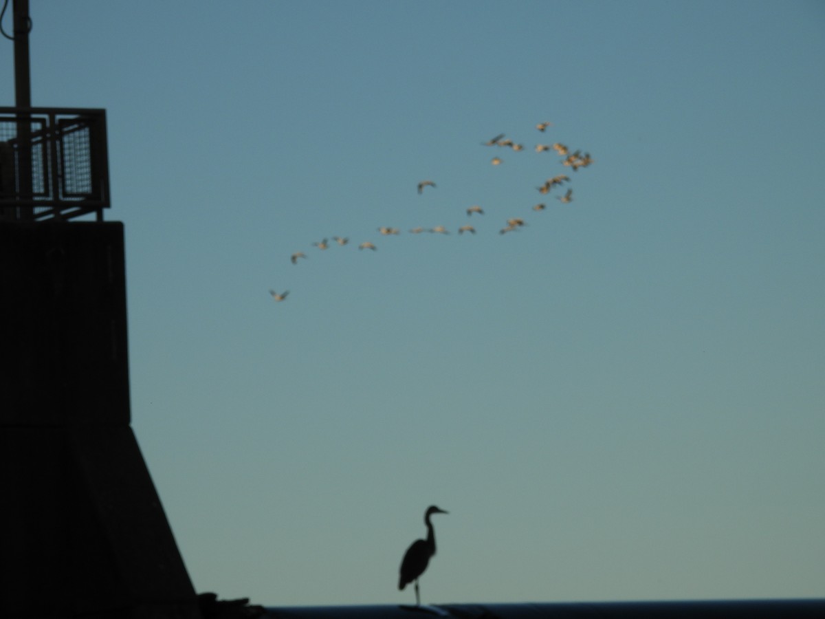 herodiashegre - ML644632226