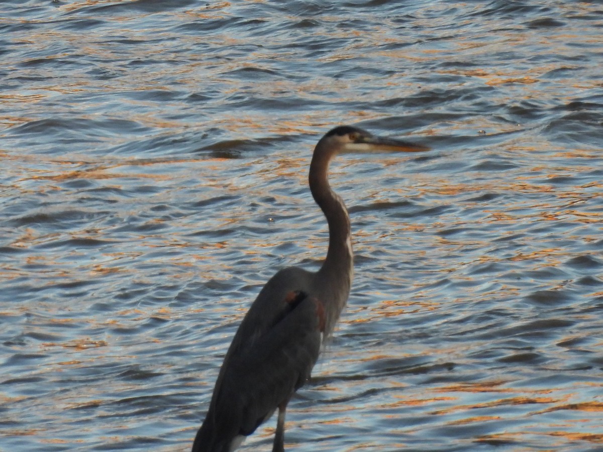 herodiashegre - ML644632231