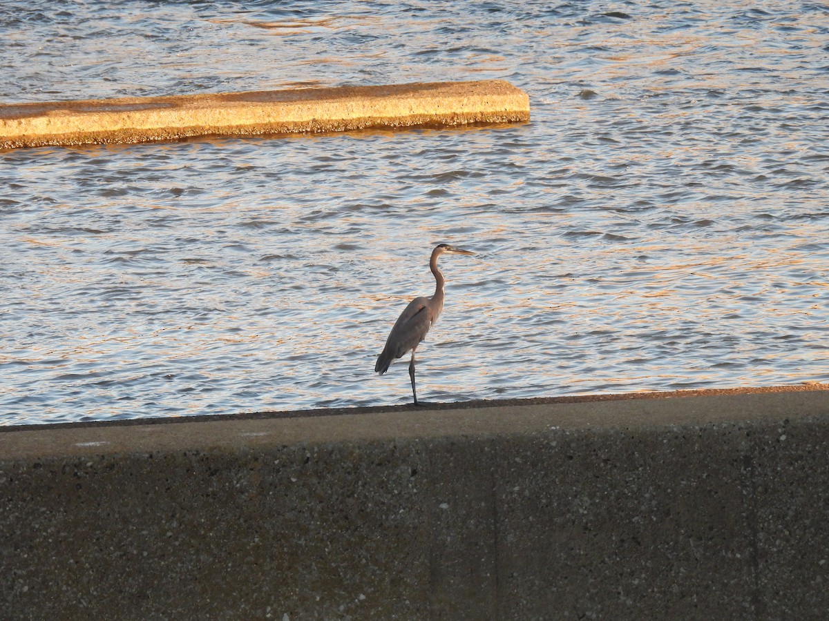 herodiashegre - ML644632232