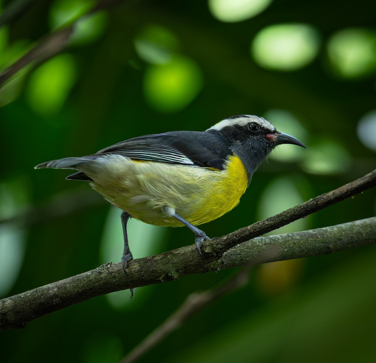 Sucrier à ventre jaune - ML644632235