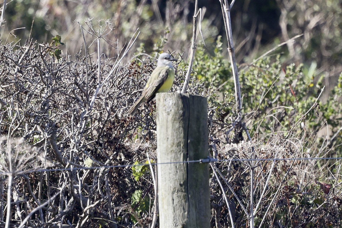 Tropical Kingbird - ML644632268