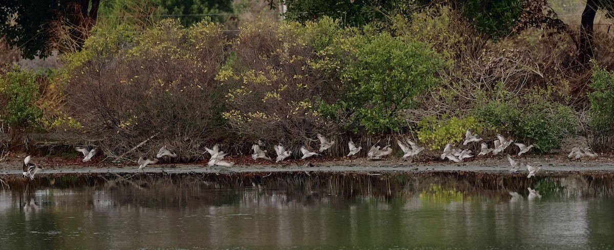 Estepa-kuliska - ML644632271