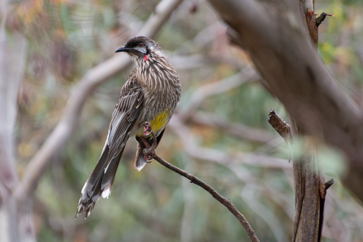 Red Wattlebird - ML644632274