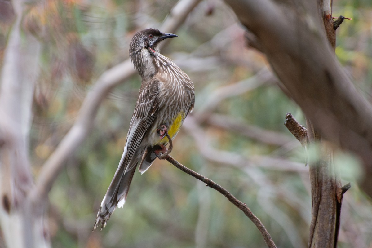 Red Wattlebird - ML644632275