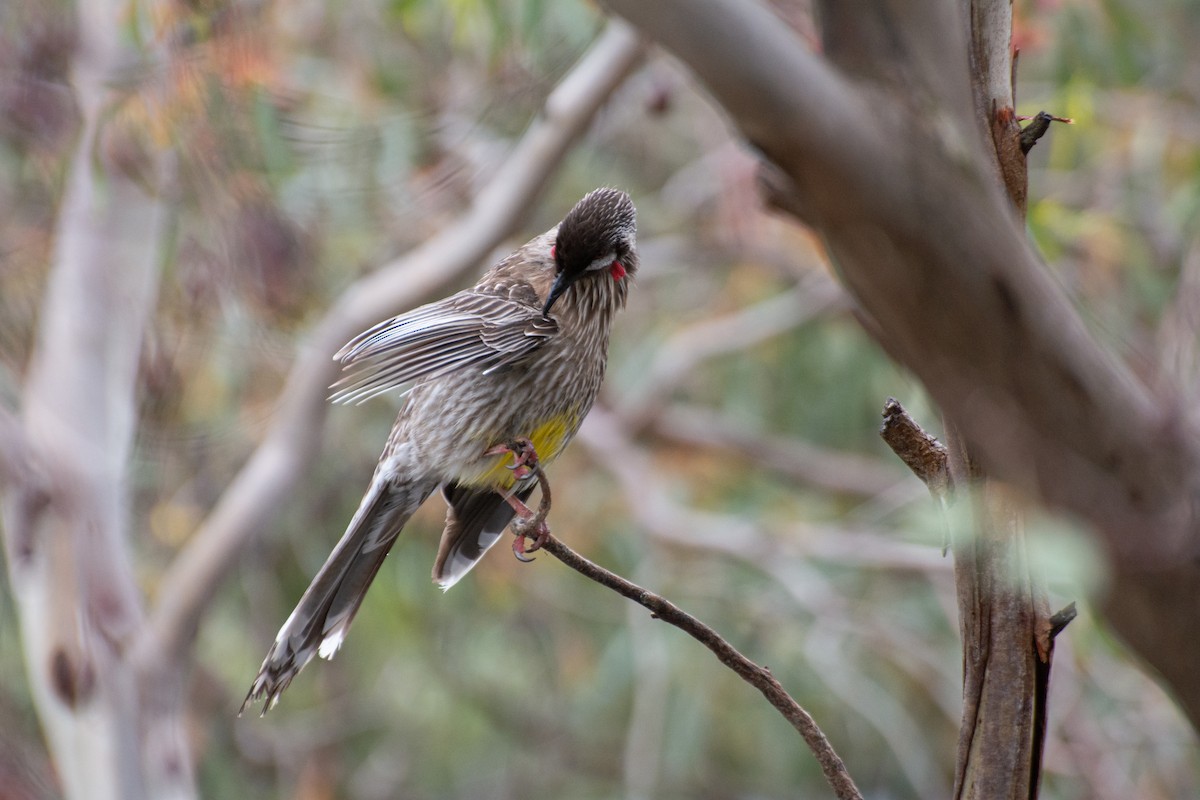 Red Wattlebird - ML644632276