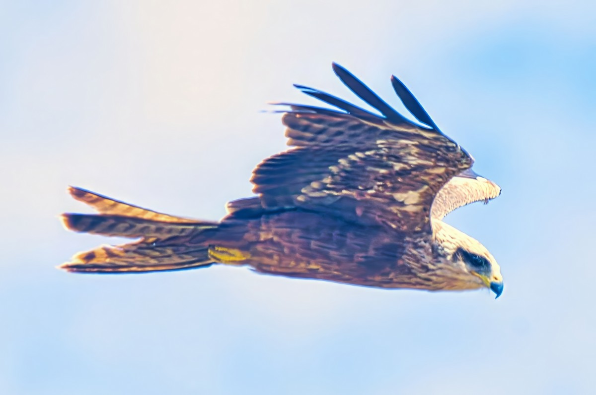 Milan noir (groupe migrans) - ML644632294