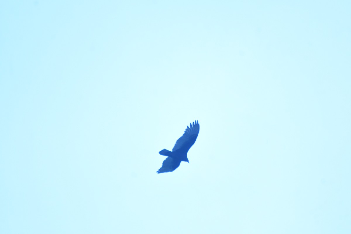 Urubu à tête rouge - ML644632297