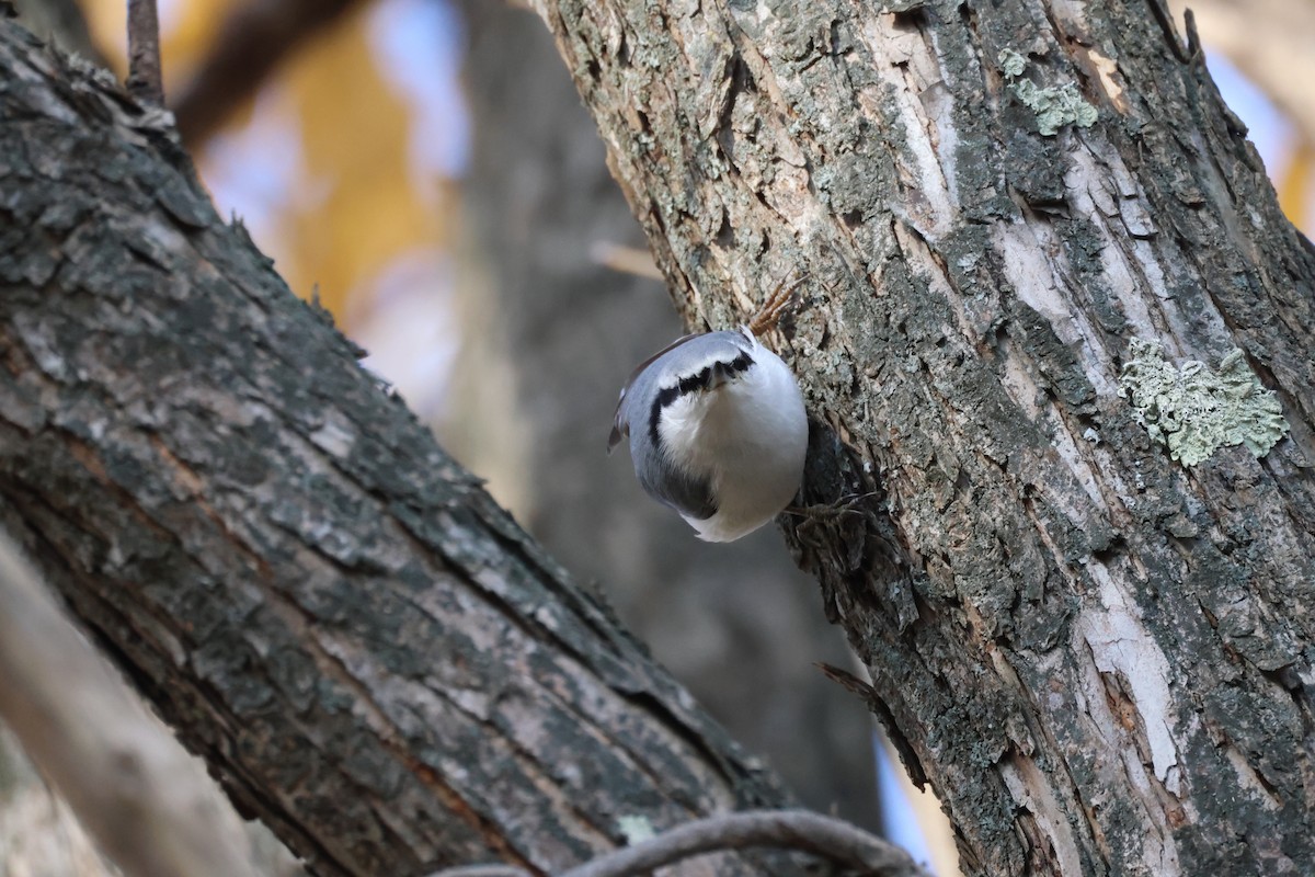 Eurasian Nuthatch - ML644632298