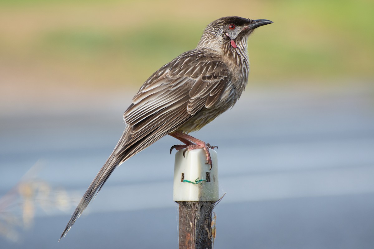 Red Wattlebird - ML644632312